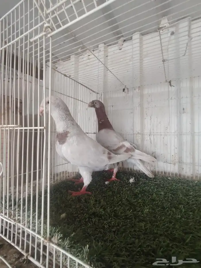 للبيع مجموعة همرات 5