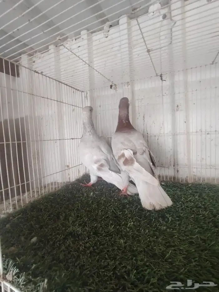 للبيع مجموعة همرات 4