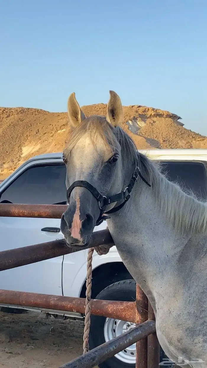 خيل 0