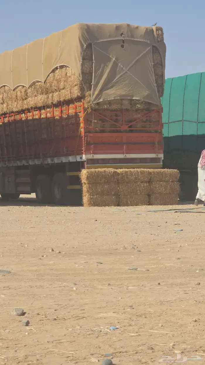 تبن قمح شد طيب حولي 0