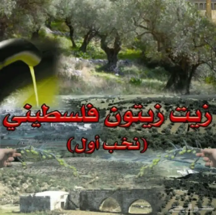 زيت زيتون فلسطيني بكر بعل جبلي نابلسي على المطر 1