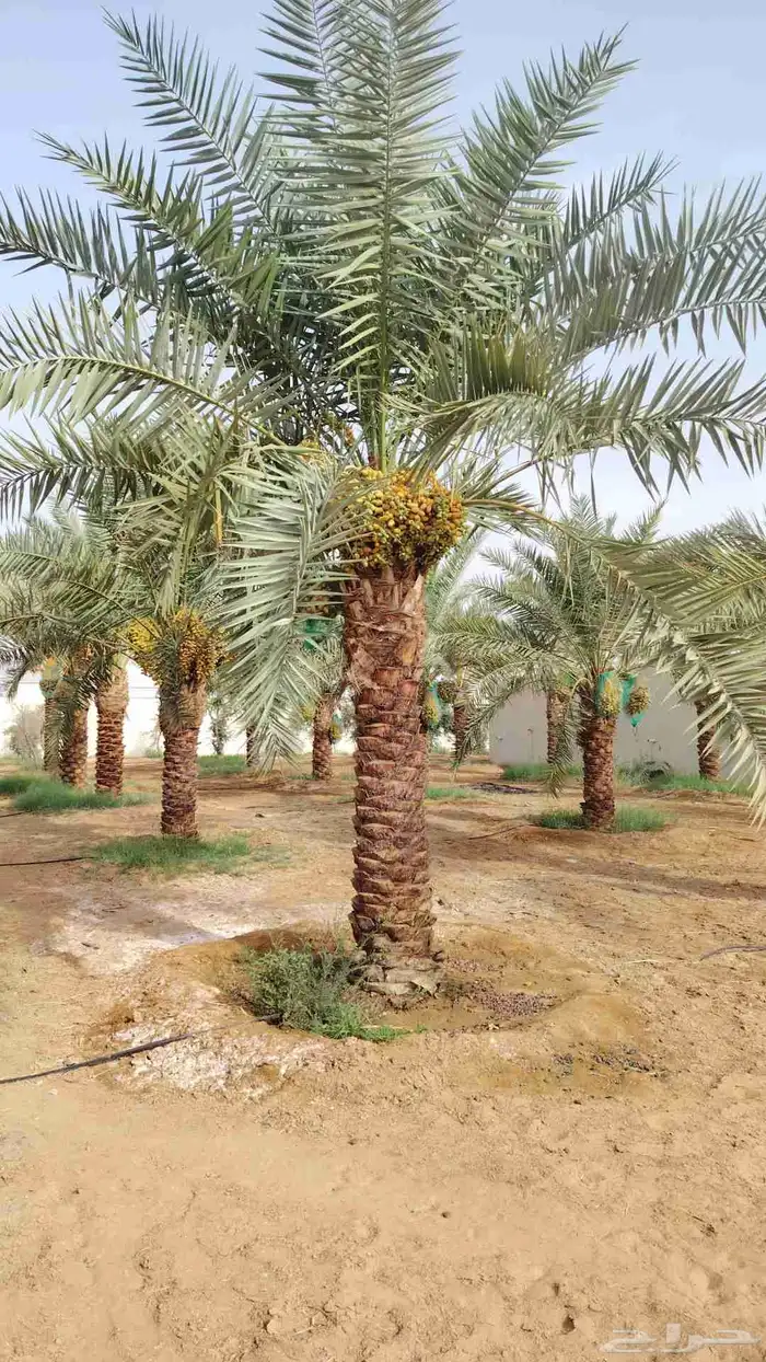 يوجد لدينا نخل عربي واشنطني خلاص ملوكي روثانا برحي سكري نبوت 8