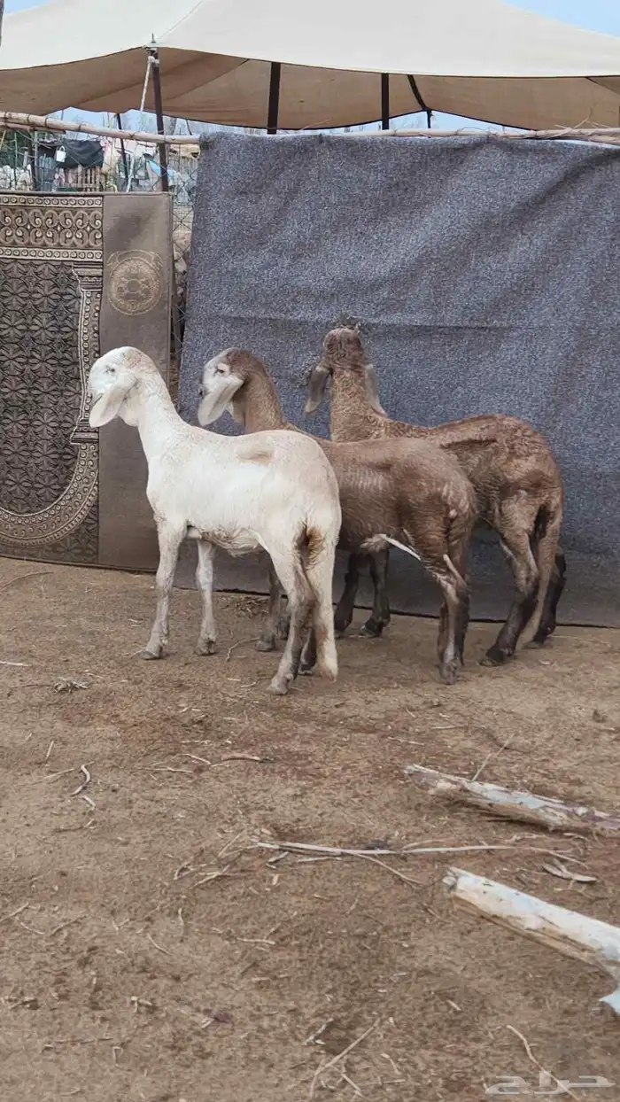 رخال سواكن 1