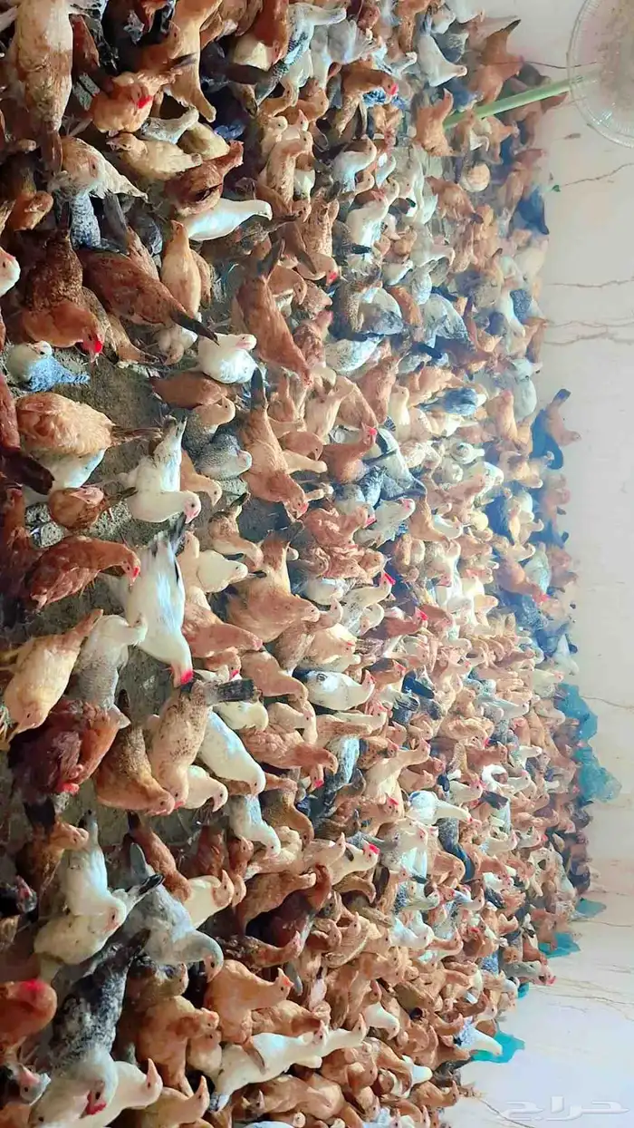 دجاج بلدي 8