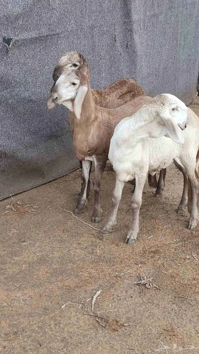 رخال سواكن 0