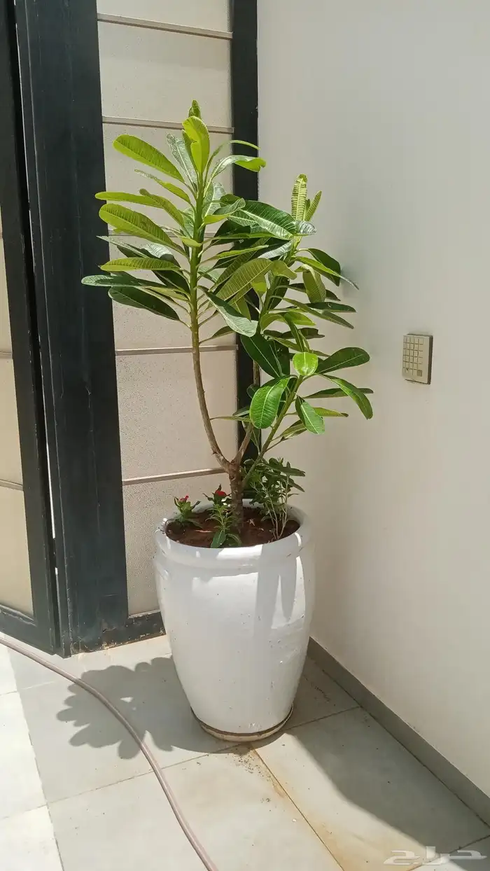 مشتل زراعي 7