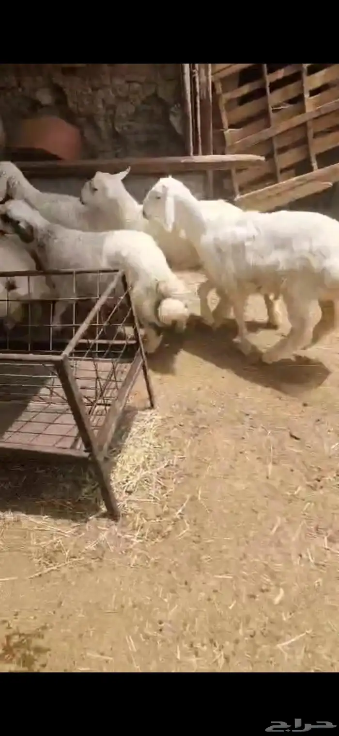 بهم حري العدد 12 كلها خرفان اعمارها حول أربعة شهور أحوالها ف 2
