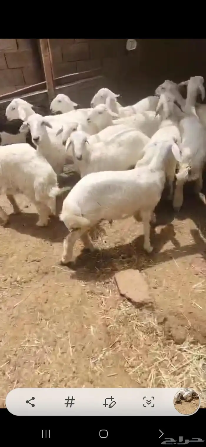 بهم حري العدد 12 كلها خرفان اعمارها حول أربعة شهور أحوالها ف 3