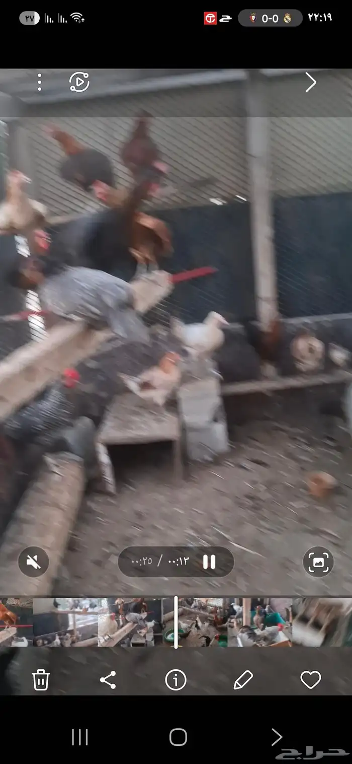 دجاج بلدي بياض 4