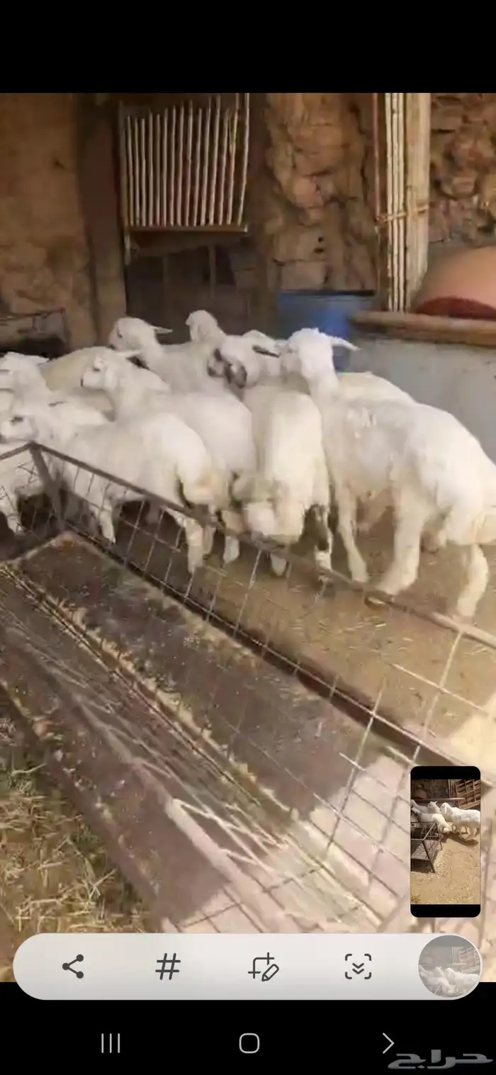 بهم حري العدد 12 كلها خرفان اعمارها حول أربعة شهور أحوالها ف 1