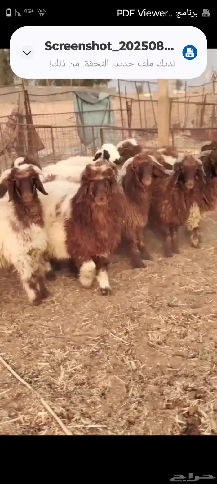 للبيع معزا و طليان نعيمي 5