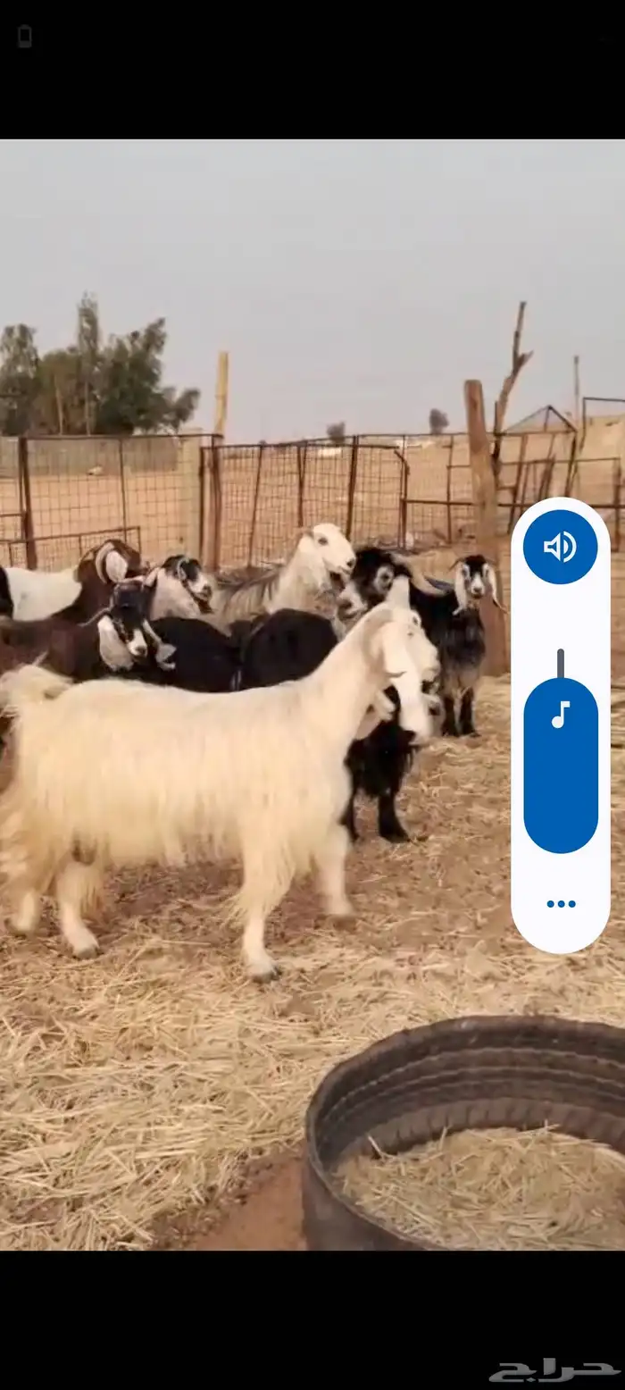 للبيع معزا و طليان نعيمي 3