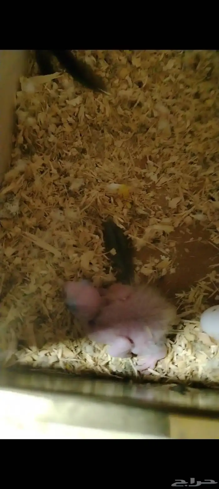 زوج صن كنيور تحته فرخ (تم البيع) 1