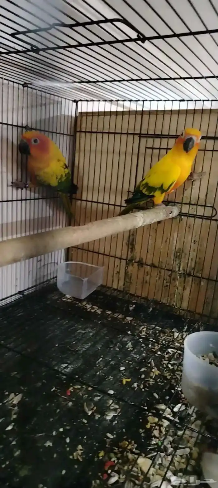 زوج صن كنيور تحته فرخ (تم البيع) 0