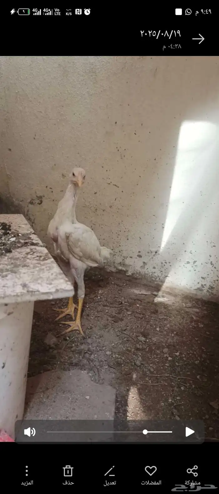 بيع مستعجل ب سبب الظرف فروخ باكستاني و فروخ سندي 5
