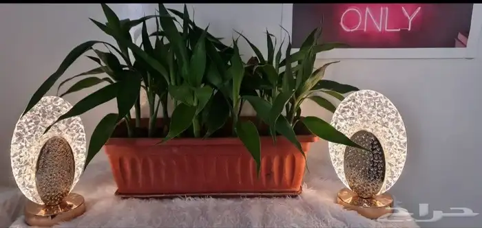 نبات طبيعي زرع داخلي ساق البامبو حوض 0