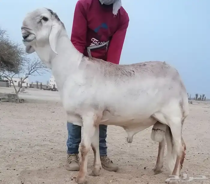 فحل سواكني درماني صنف 1