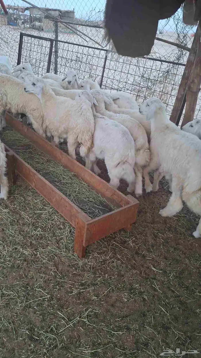 طليان ورخال مناسبات وزواجات 2