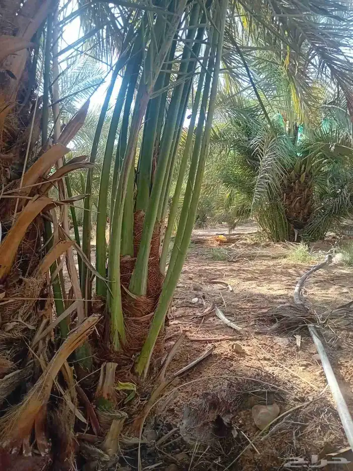 مطلوب نخل حوشانة وشرازية وانوع اخرى نادرة 0