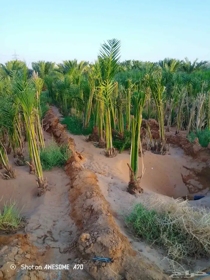 يوجد نخيل البيع القصيم اسعرنا معقوله نخل علااشراط 3