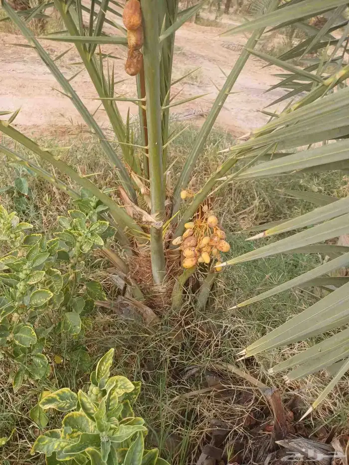 قلاع نخيل 1