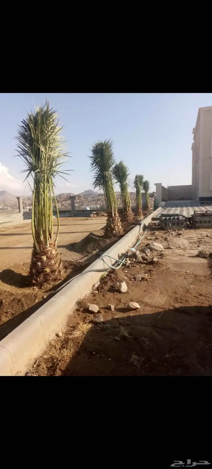 قلاع نخيل 5