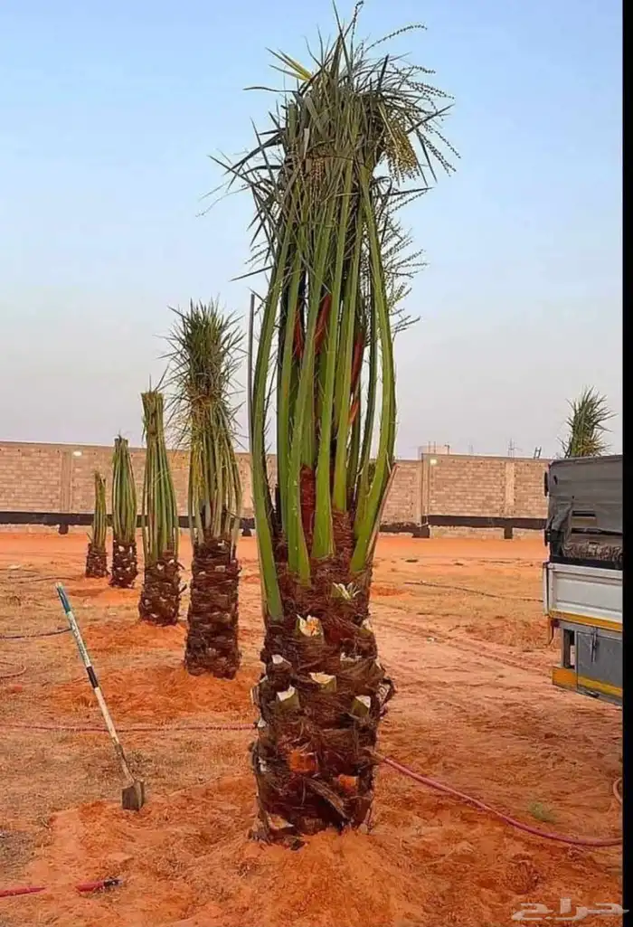 يوجد لدينا نخل عربي واشنطني خلاص ملوكي روثانا برحي سكري نبوت 1
