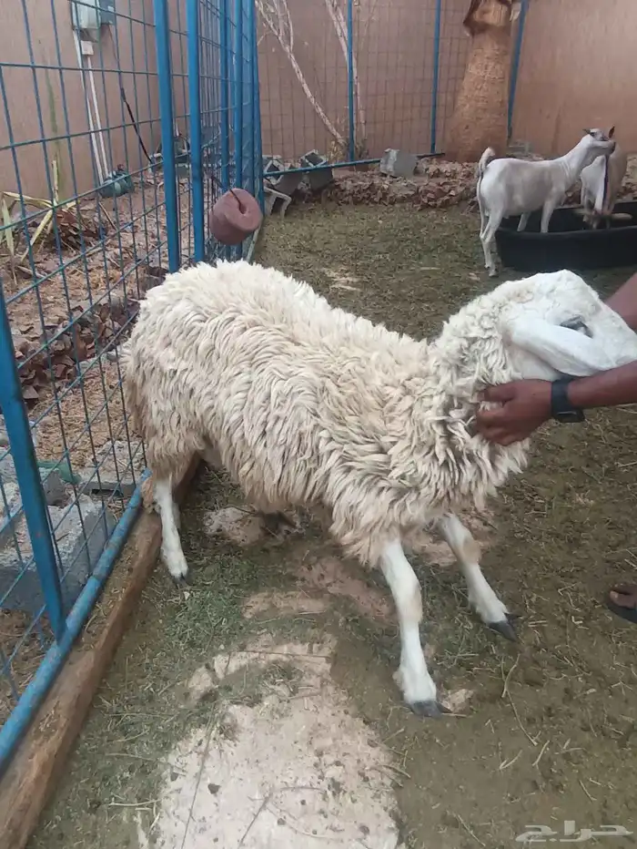 خروفين سواكني وحري جذعان 3