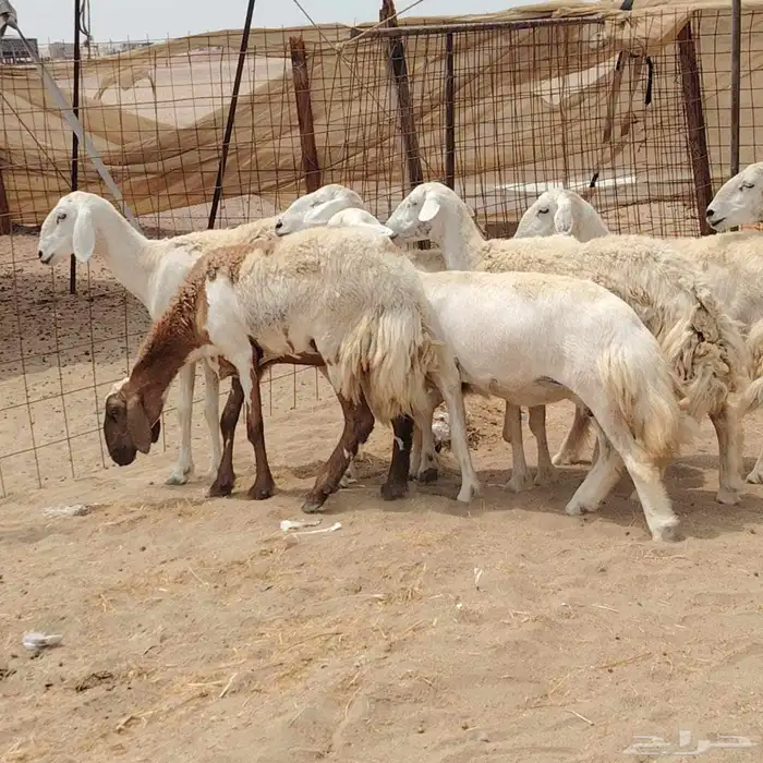 رخال حريات مقاني دفيع 7راس 5