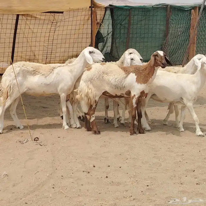 رخال حريات مقاني دفيع 7راس 3