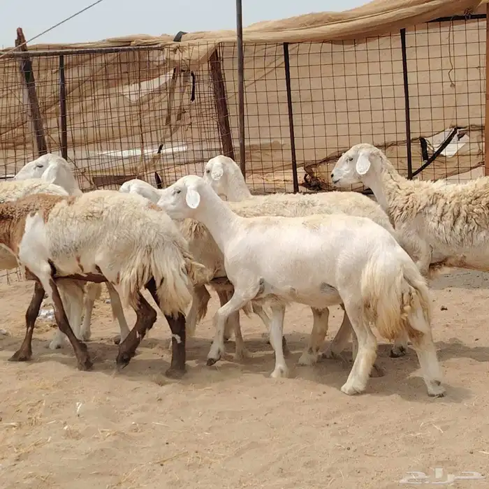 رخال حريات مقاني دفيع 7راس 1