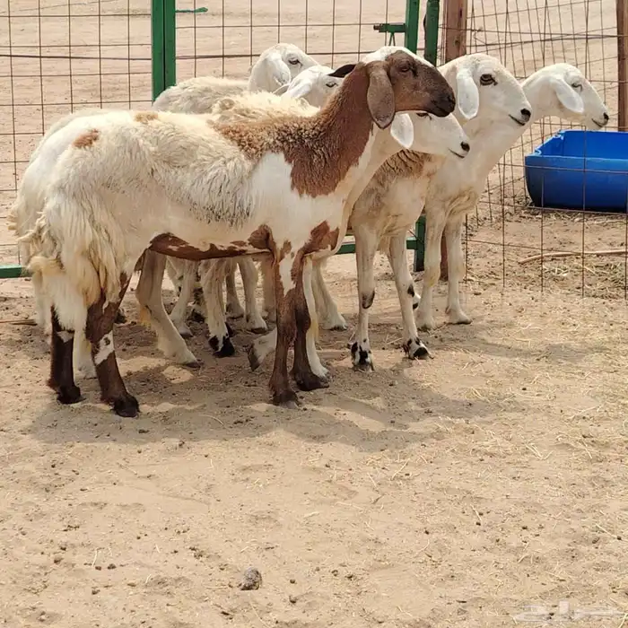 رخال حريات مقاني دفيع 7راس 4