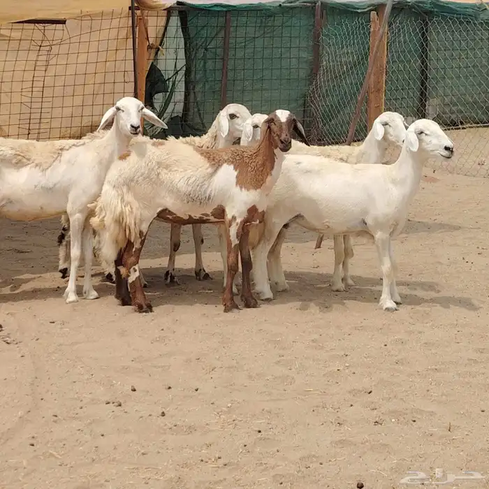 رخال حريات مقاني دفيع 7راس 0