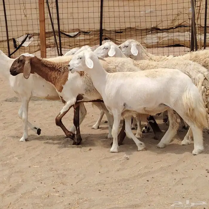 رخال حريات مقاني دفيع 7راس 6