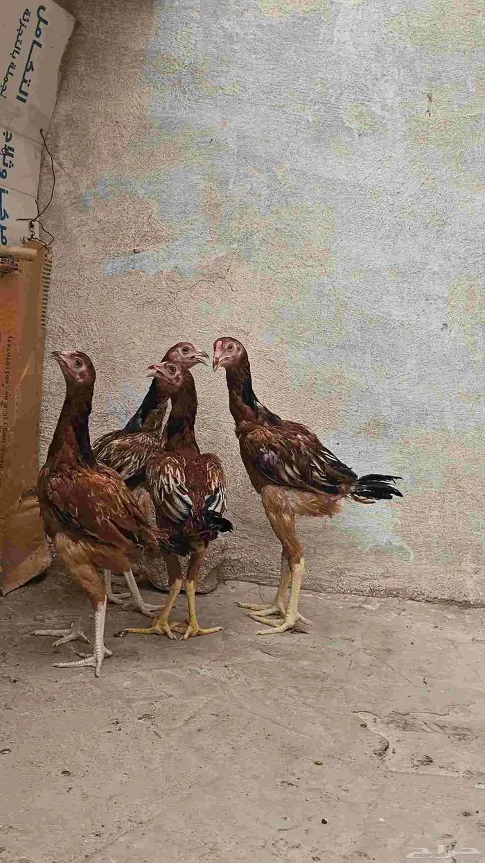فروخ دجاج باكستاني 0