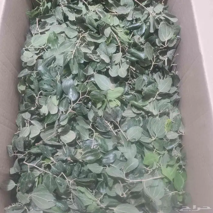 ورق سدر جديد من مزارعنا 0