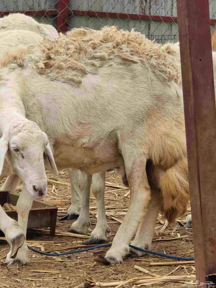 صباح قوز الجعافرة 6