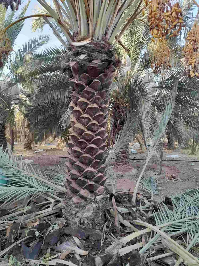 القصيم 0