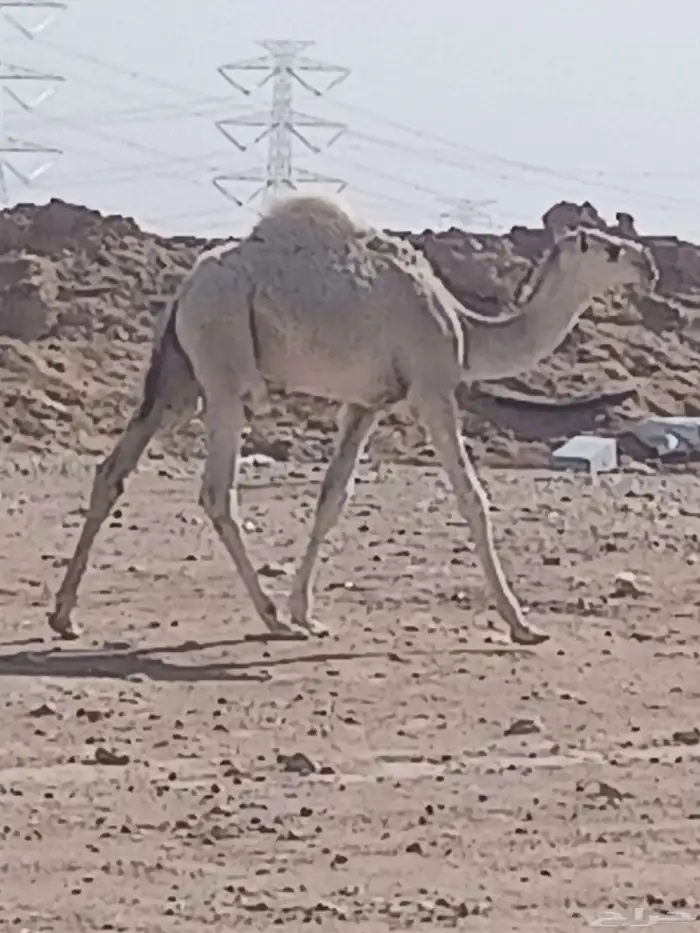 للبيع خلفه وضحا 0