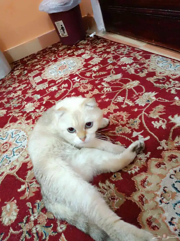 قطط 7