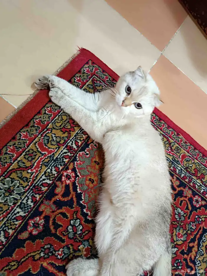 قطط 5