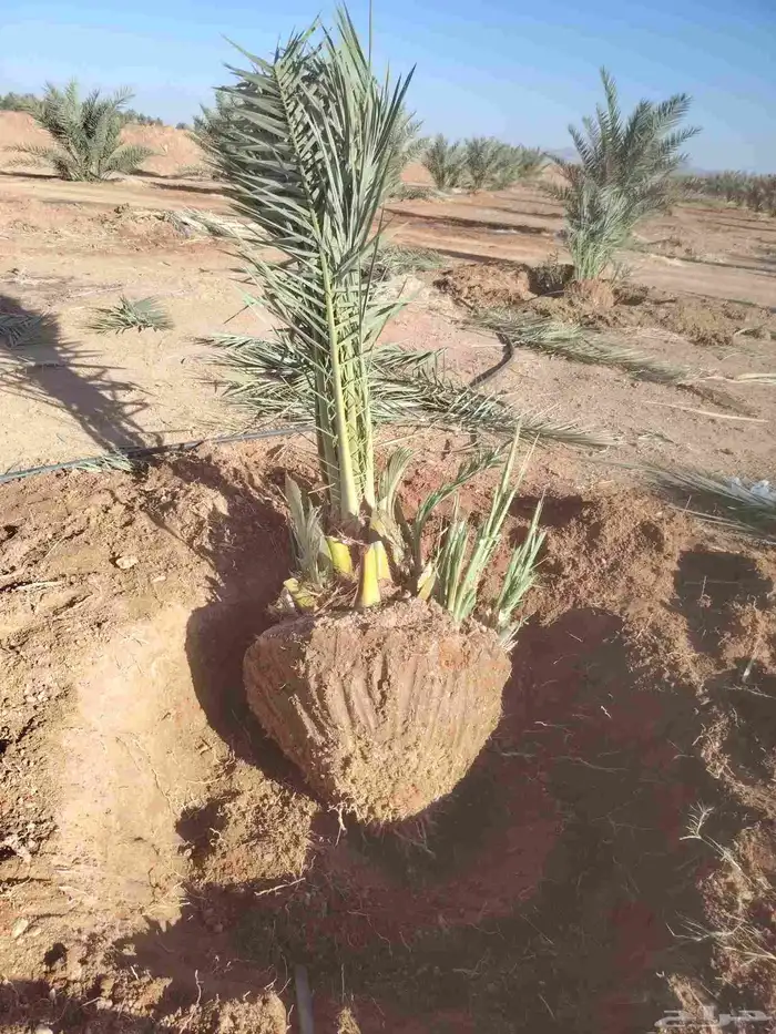 قلاع نخيل 9