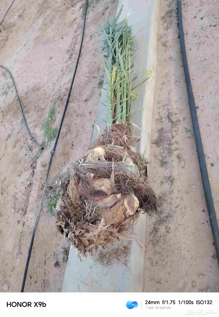 قلاع نخيل 6
