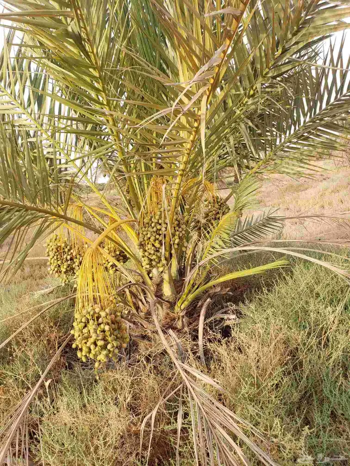 يوجد نخيل البيع القصيم اسعرنا معقوله نخل علااشراط 8