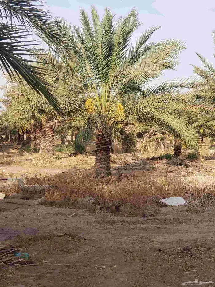 يوجد نخيل البيع القصيم اسعرنا معقوله نخل علااشراط 7