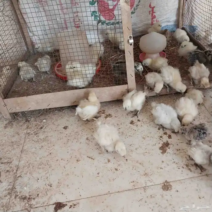 للبيع صوص قطني وبراهما صوص ودجاج ودجاج بلدي بشاير 1