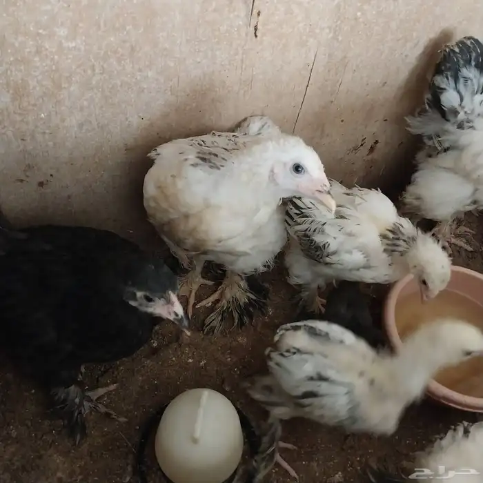 للبيع صوص قطني وبراهما صوص ودجاج ودجاج بلدي بشاير 3