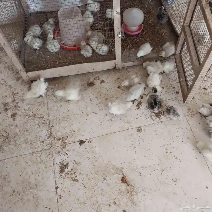 للبيع صوص قطني وبراهما صوص ودجاج ودجاج بلدي بشاير 0