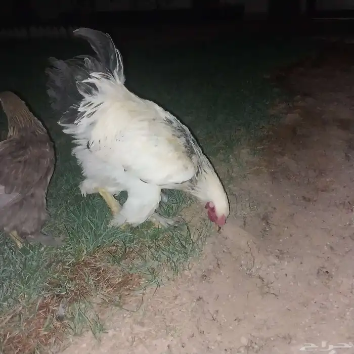 للبيع دجاج براهما 0