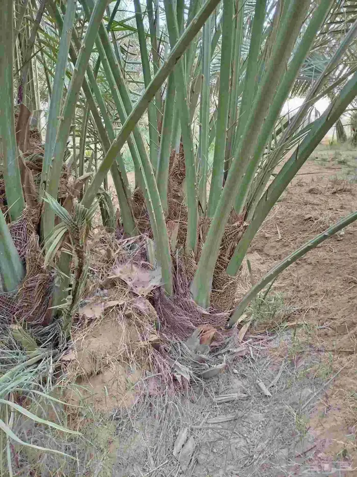 مقاول نخيل وشبوك 1